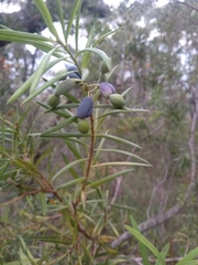 Podocarpus spinulosus