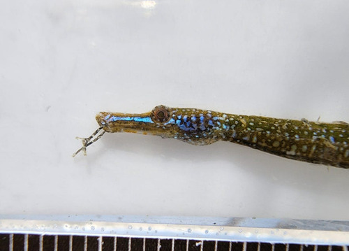Hairy pipefish (Urocampus nanus) — Syngnathidae — 2