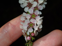 Leptospermum liversidgei