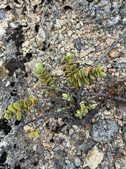 Ben, CC BY, iNaturalist via GBIF Veronica amplexicaulis, photograph Ben, CC BY, iNaturalist via GBIF