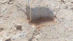 Ctenolepisma roszkowskii