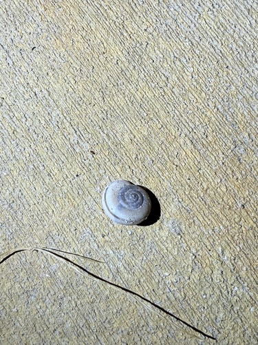 iNaturalist observation photo of Coachella Desertsnail