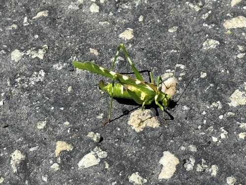 iNaturalist observation photo of Creosote Bush Katydid