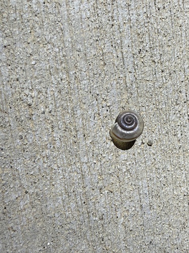 iNaturalist observation photo of Coachella Desertsnail