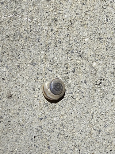 iNaturalist observation photo of Coachella Desertsnail