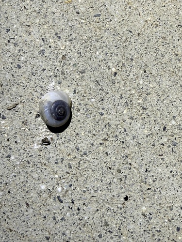 iNaturalist observation photo of Coachella Desertsnail