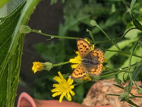 Purplish Copper