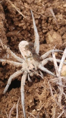 Lycosa piochardi