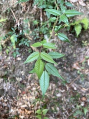 Rosa pricei