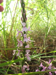 Striga bilabiata bilabiata