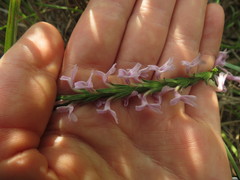 Striga bilabiata bilabiata