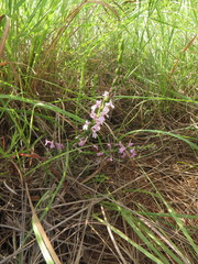 Striga bilabiata bilabiata