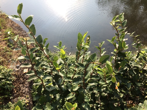 Ficus pumila