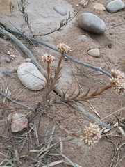 Crassula subulata subulata