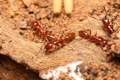 Leptogenys fallaxLeptogenys fallax