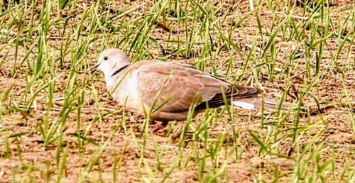 Eurasian Collared-Dove