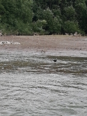 Himantopus novaezelandiae