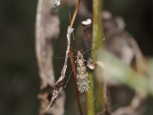 Unknown species found near Heritage Community Park and Natural Area, Blacksburg, VA, US