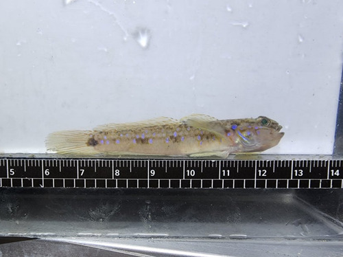 Pale goby (Acentrogobius pellidebilis) — Gobiidae — 2