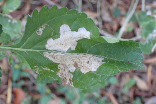 Unknown species found near Austin Hills, Austin, TX 78759, USA
