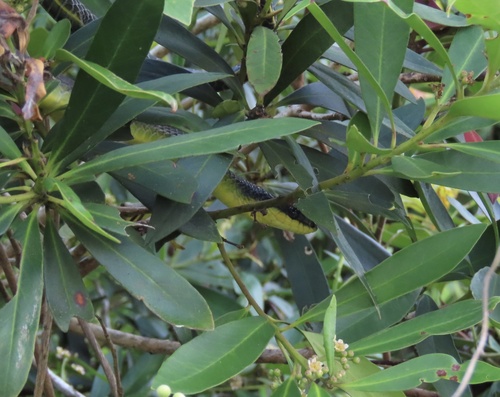 Common Tree Snake sighting