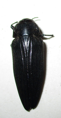 Actenodini