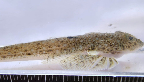 Zwartstaart-pitvis (Callionymus beniteguri) — Callionymidae — 2
