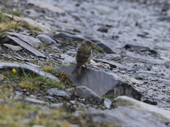 Carduelis citrinella