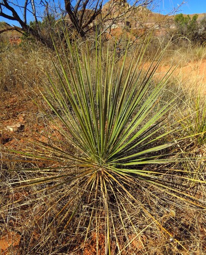 Plains Yucca (Yucca campestris)