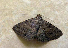 Polydesma umbricola
