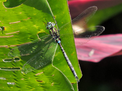 Rhionaeschna psilus
