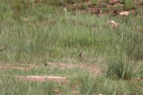 Dusky Lark (Pinarocorys nigricans), photo 2