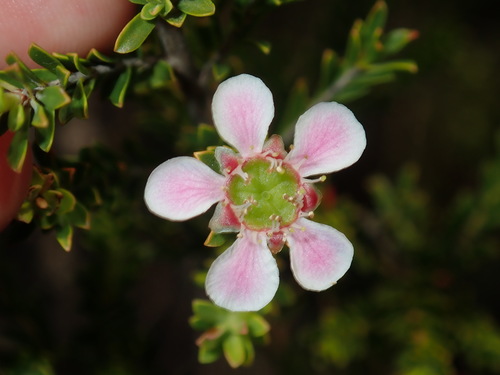 Image of Leptospermum liversidgei by (c) Thomas Mesaglio, some rights reserved (CC BY)