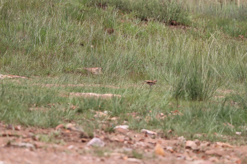 Dusky Lark (Pinarocorys nigricans), photo 3