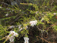Leptospermum liversidgei