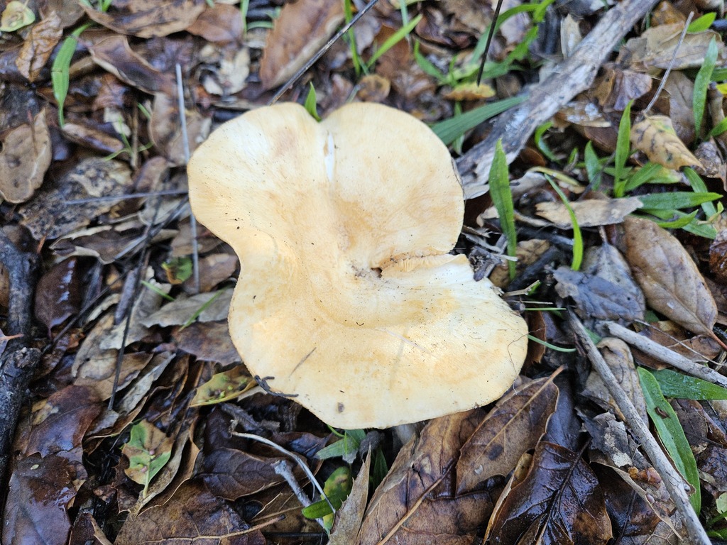 Lactarius alnicola · November 2025 · photo: © vultur-cadens (iNaturalist, cc-by)