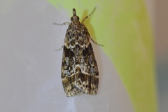 Eudonia legnota