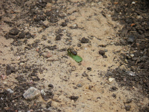 Megachile circumcincta