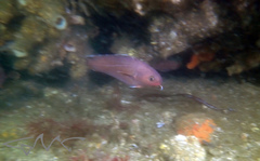 Lotella rhacina