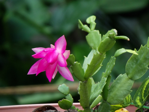 Schlumbergera truncata