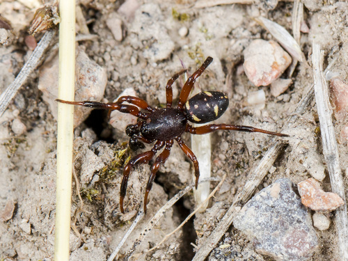Ant Comb-Footed Spider