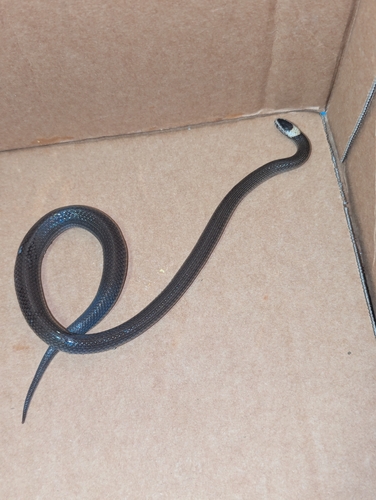 White-crowned Snake sighting