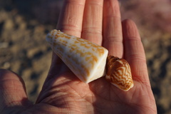 Conus regularis