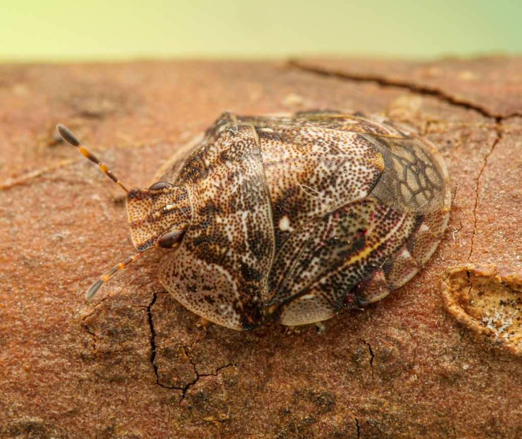 Lestonia