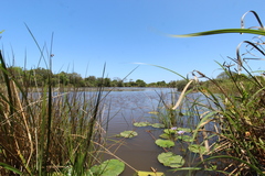 Nymphaea nouchali caerulea
