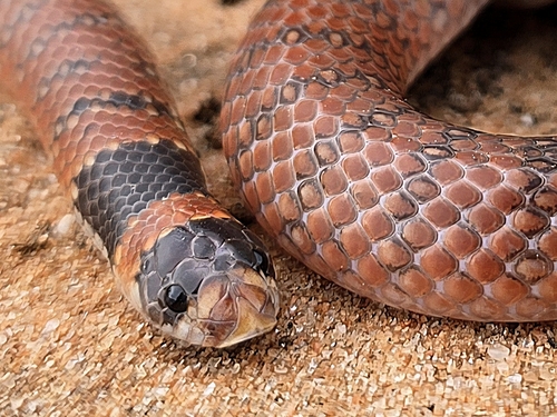Eastern Shovel-nosed Snake sighting