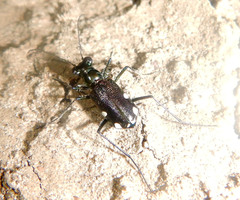 Archidela scitula