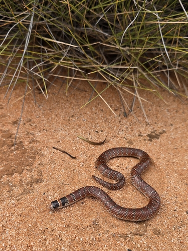 Eastern Shovel-nosed Snake sighting