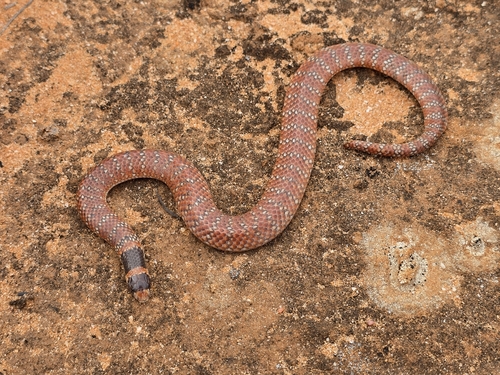 Eastern Shovel-nosed Snake sighting