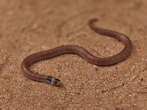 Eastern Shovel-nosed Snake sighting